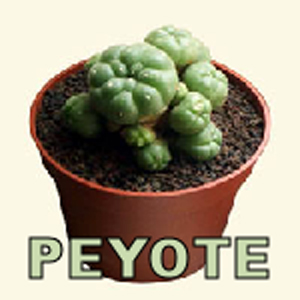 Peyote